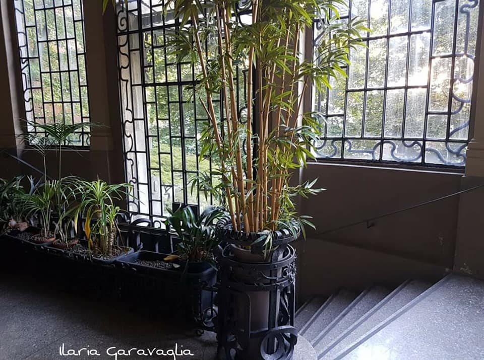 95665917_10217220564969611_4199421904504750080_n